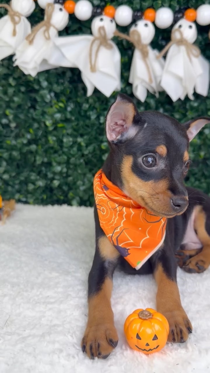 Male Min Pin puppy named Boo for sale at Puppy Dreams - Garland. video thumbnail