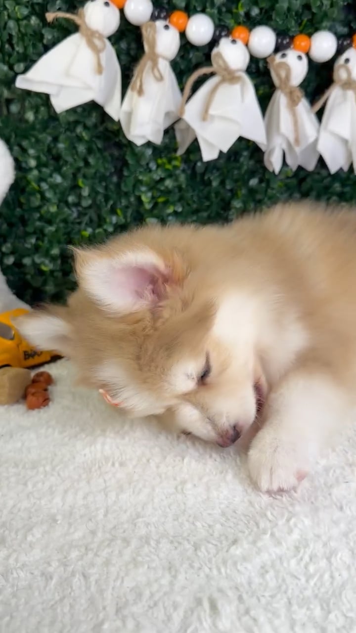 Female Pomsky puppy named Lovey for sale at Puppy Dreams - Garland. video thumbnail