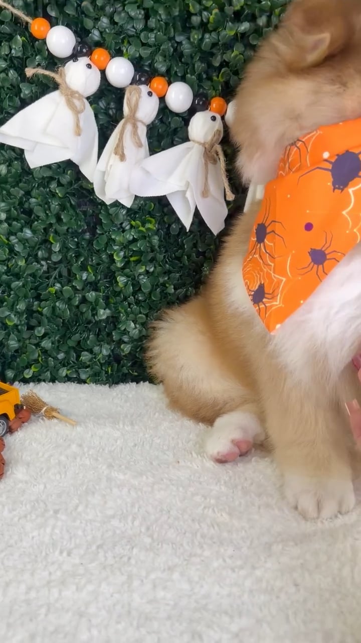 Male Pomsky puppy named Toto for sale at Puppy Dreams - Garland. video thumbnail
