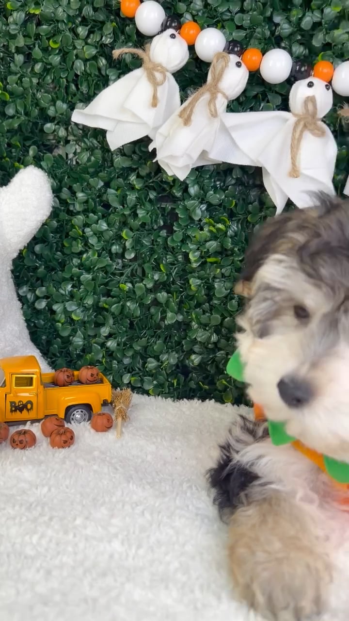 Male Morkie puppy named Cosmo for sale at Puppy Dreams - Garland. video thumbnail