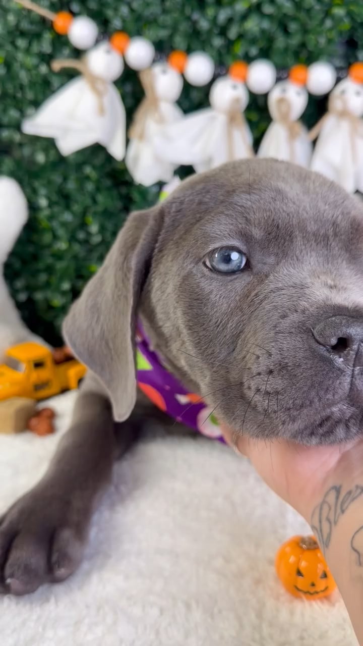 Female Cane Corso puppy named Bella for sale at Puppy Dreams - Garland. video thumbnail