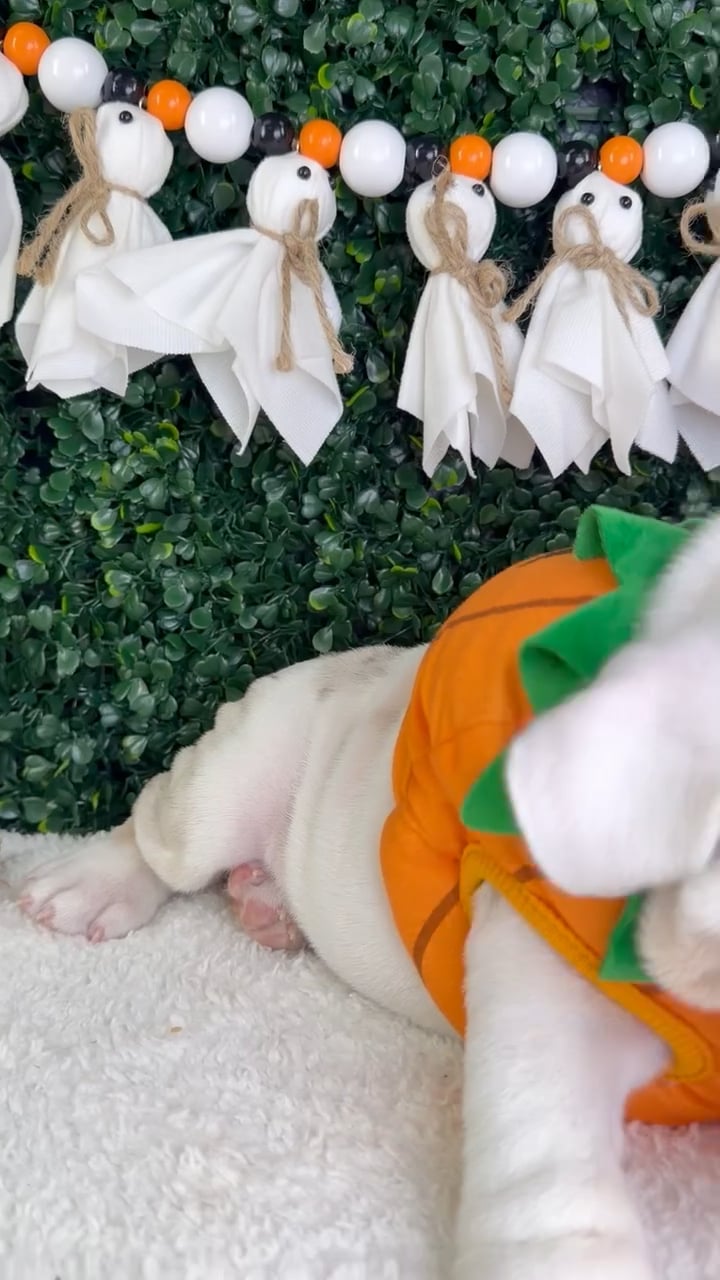 Female English Bulldog puppy named Mama for sale at Puppy Dreams - Garland. video thumbnail