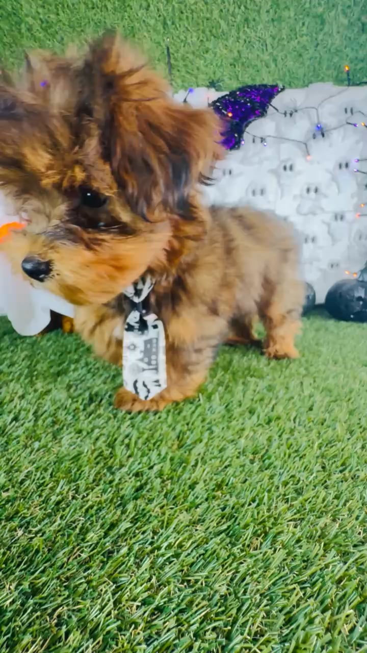 Male Shorkie puppy named Spike for sale at Puppy Dreams - Carrollton. video thumbnail