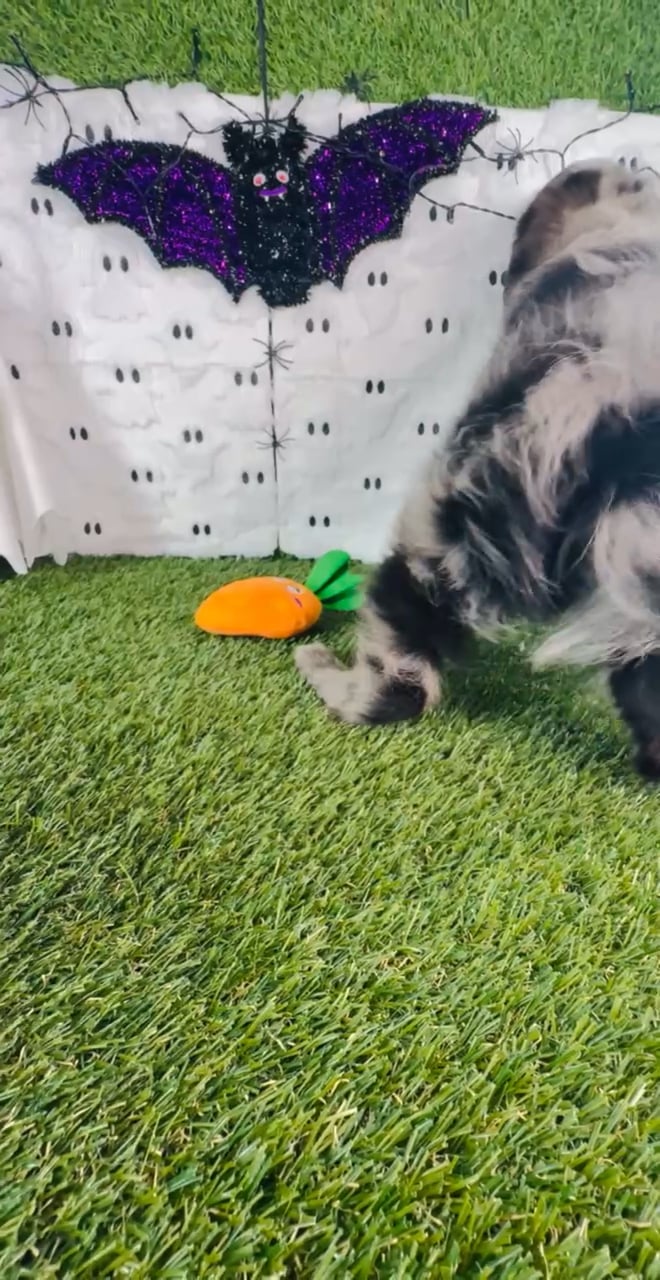 Male Mini Aussiedoodle puppy named Sammie for sale at Puppy Dreams - Carrollton. video thumbnail