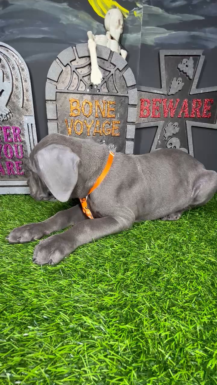 Male Cane Corso puppy named *Candyman* for sale at Puppy Dreams - Mansfield. video thumbnail