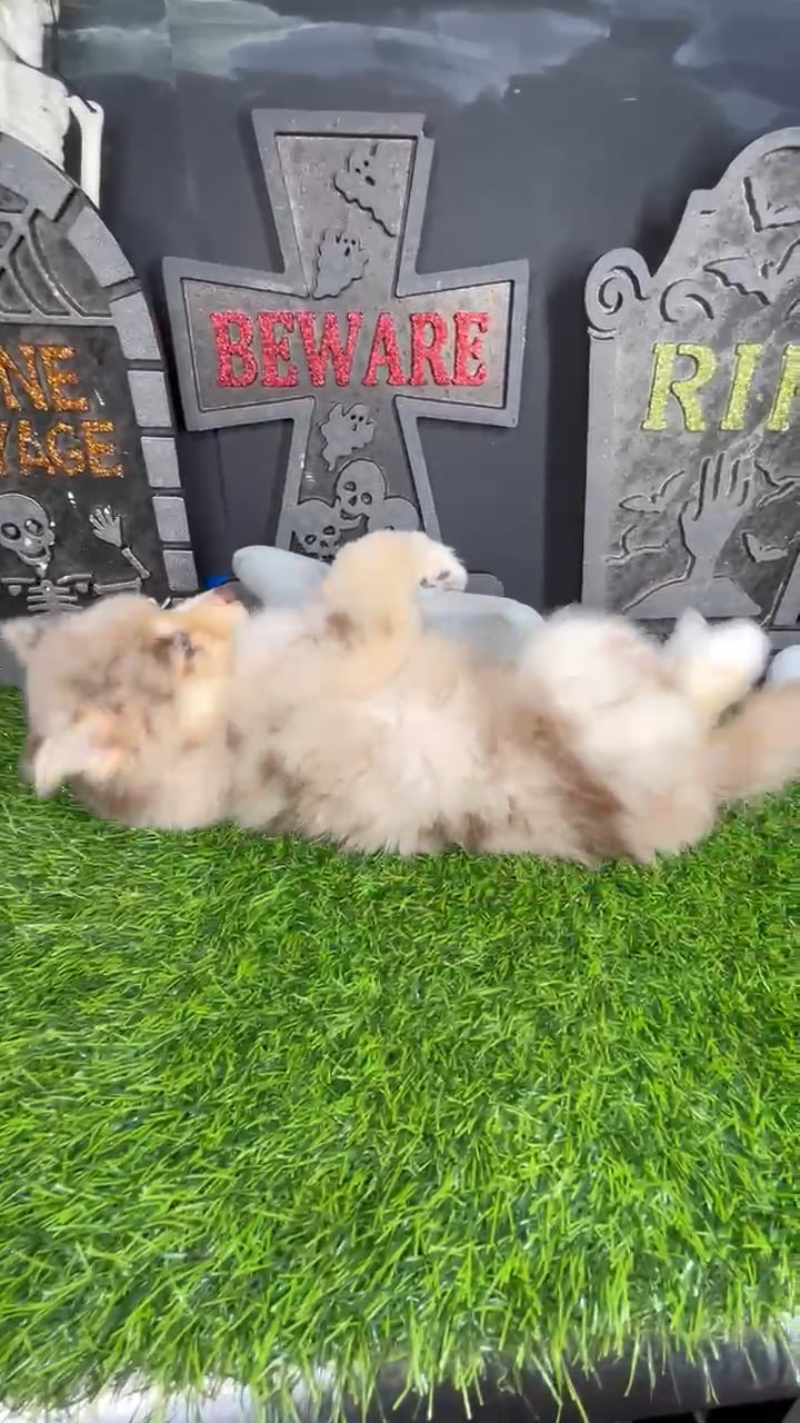 Female Pomsky puppy named *Claudia* for sale at Puppy Dreams - Mansfield. video thumbnail
