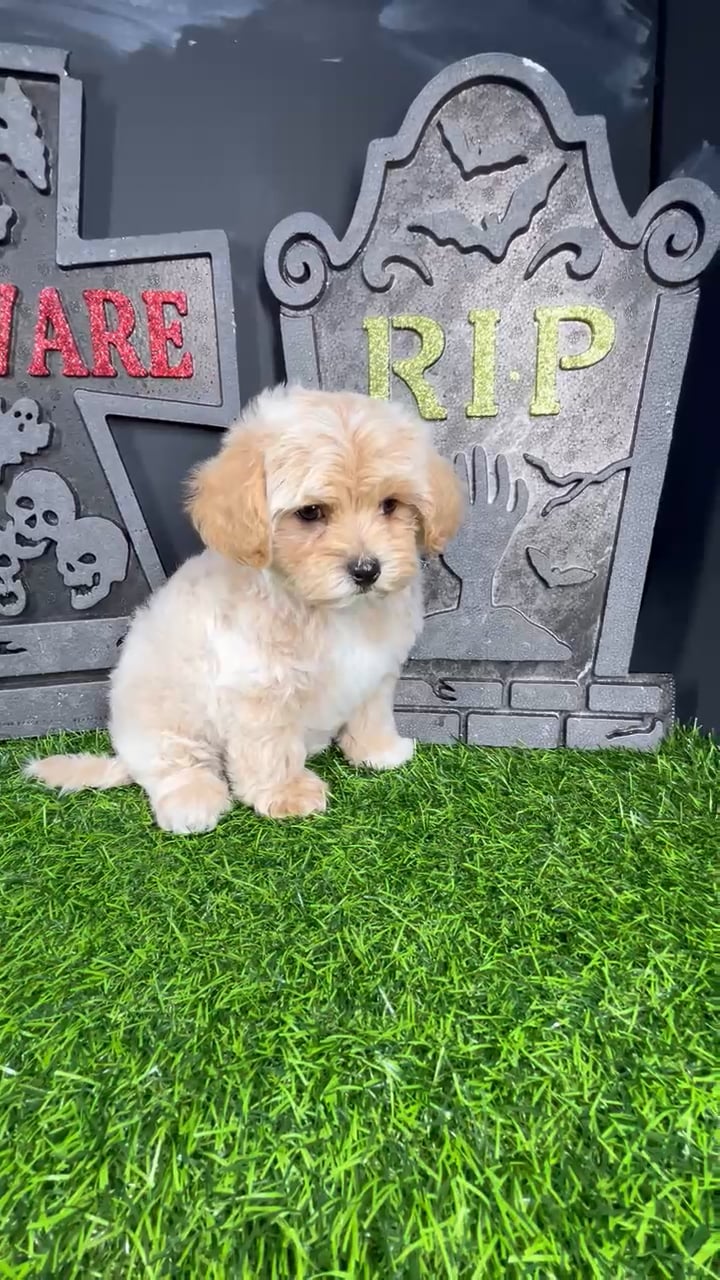 Male Maltipoo puppy named *Lestat* for sale at Puppy Dreams - Mansfield. video thumbnail