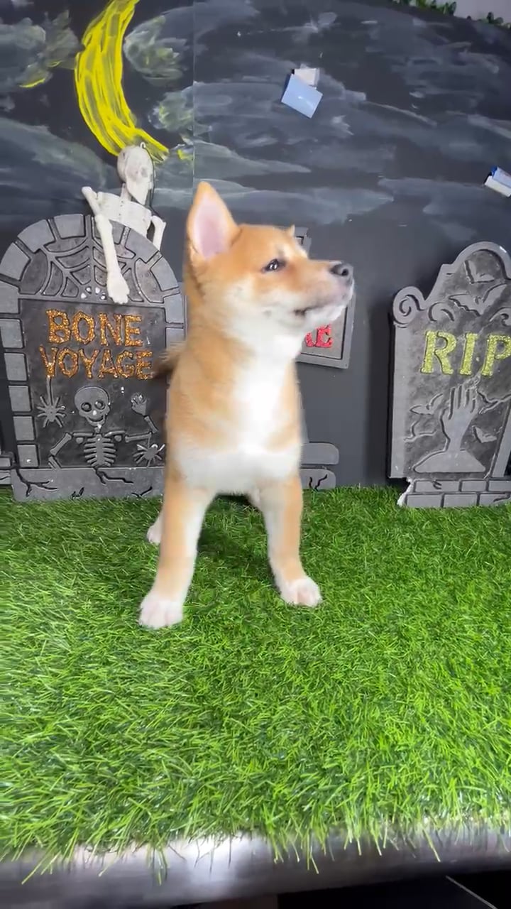 Male Shiba Inu puppy named *Gizmo* for sale at Puppy Dreams - Mansfield. video thumbnail