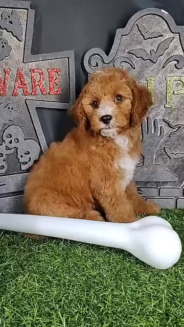 Male Cavapoo puppy named *Louis* for sale at Puppy Dreams - Mansfield. video thumbnail