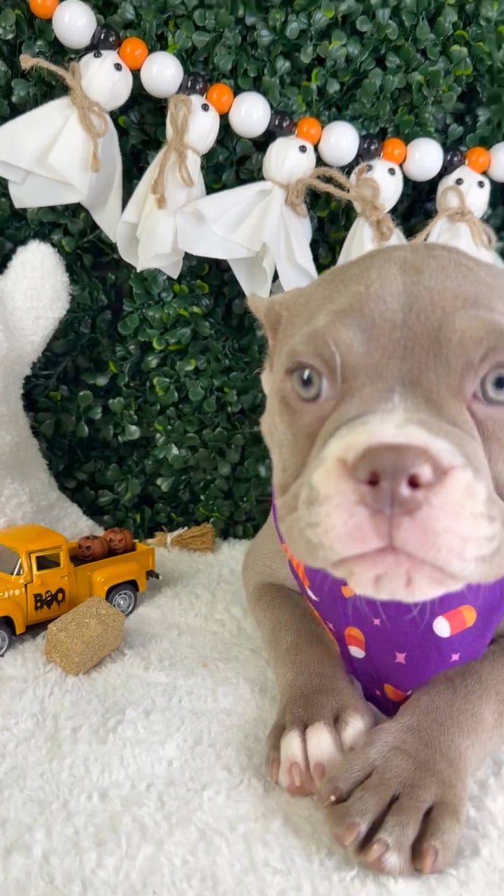 Female American Bully puppy named Prada for sale at Puppy Dreams - Garland. video thumbnail