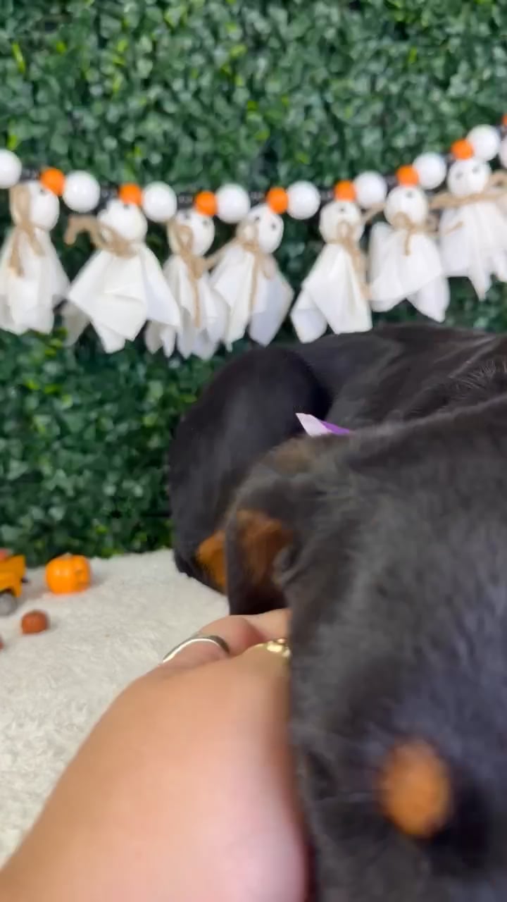 Female Rottweiler puppy named Rosie for sale at Puppy Dreams - Garland. video thumbnail