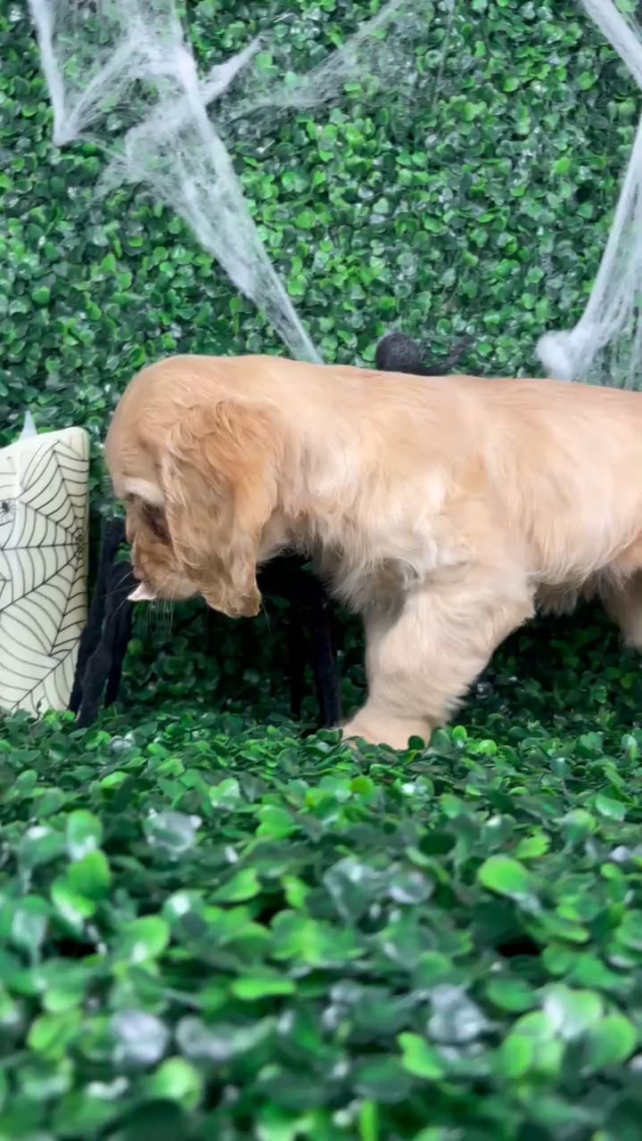 Female Cocker Spaniel puppy named Stella for sale at Puppy Dreams - North Richland Hills. video thumbnail