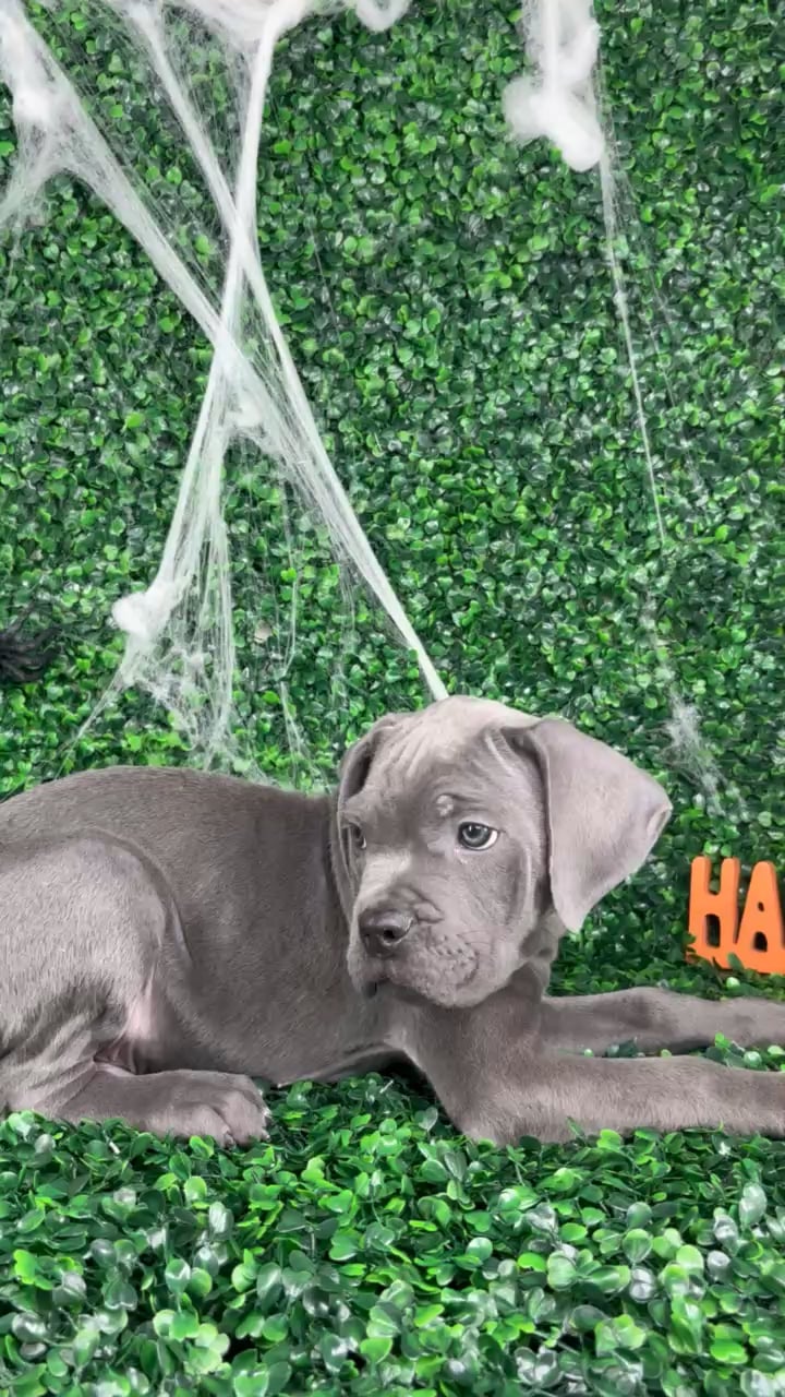 Male Cane Corso puppy named Zeus for sale at Puppy Dreams - North Richland Hills. video thumbnail
