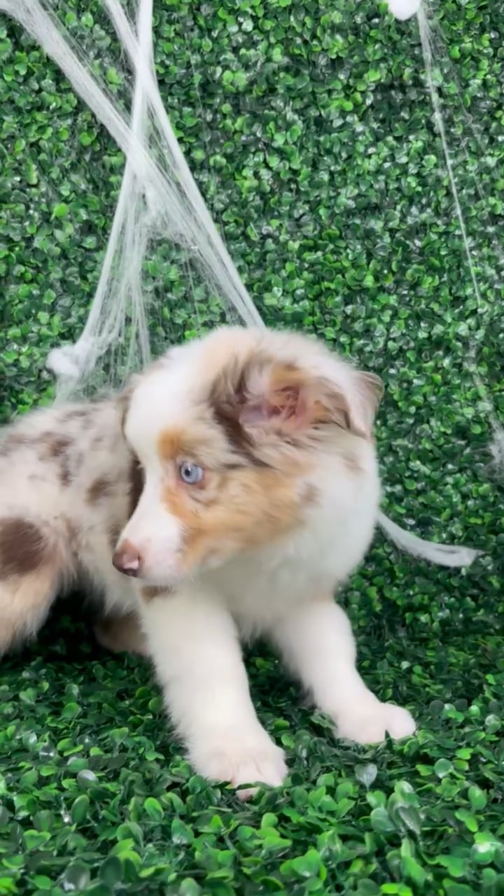 Female Mini Aussie puppy named April for sale at Puppy Dreams - North Richland Hills. video thumbnail