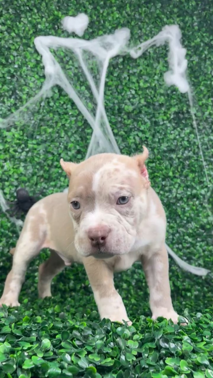 Male American Bully puppy named Hercules for sale at Puppy Dreams - North Richland Hills. video thumbnail