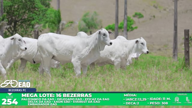 Lote 254