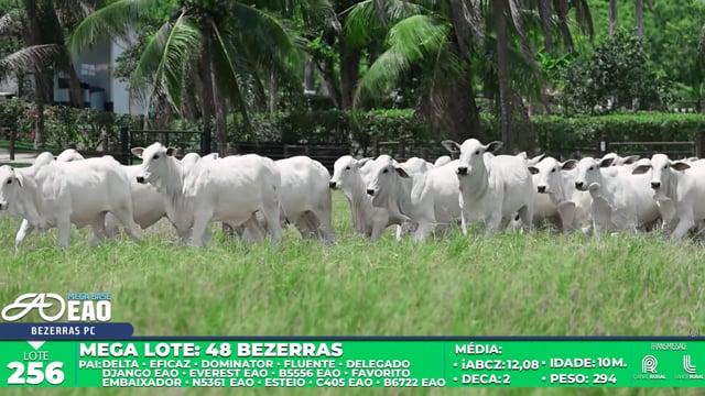 Lote 256