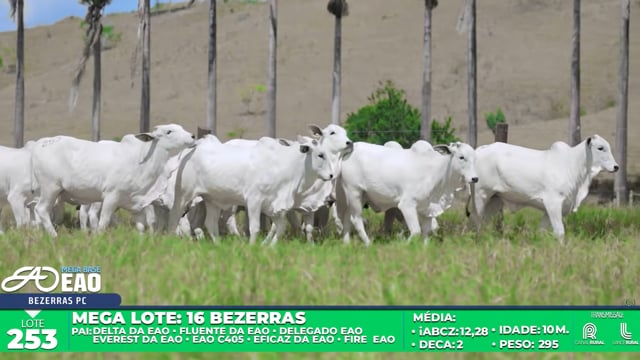 Lote 253