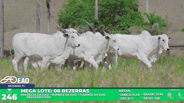 Lote 246