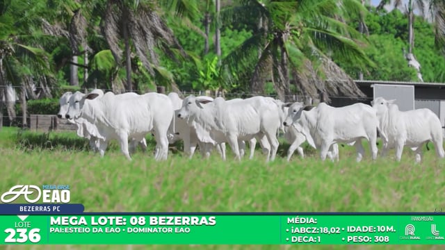Lote 236