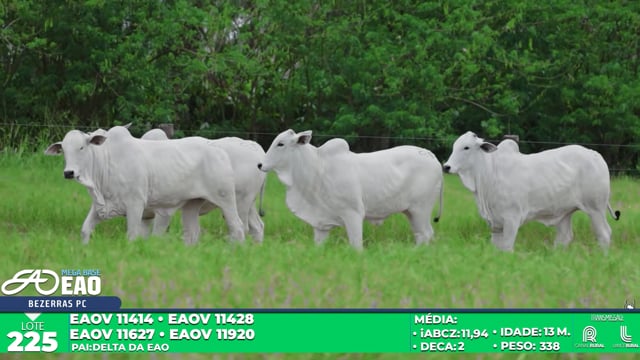 Lote 225