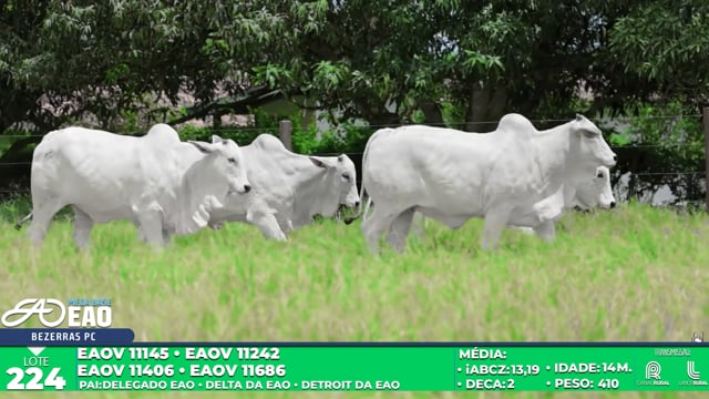 Lote 224