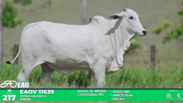 Lote 217