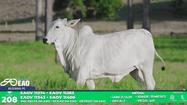 Lote 208
