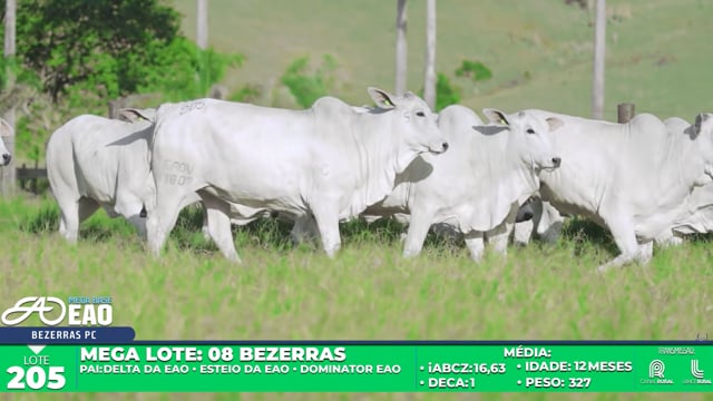 Lote 205