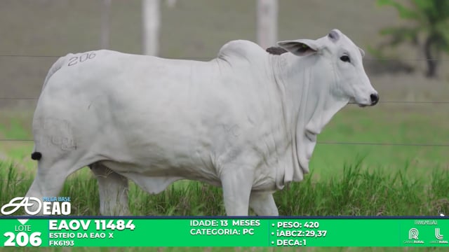Lote 206