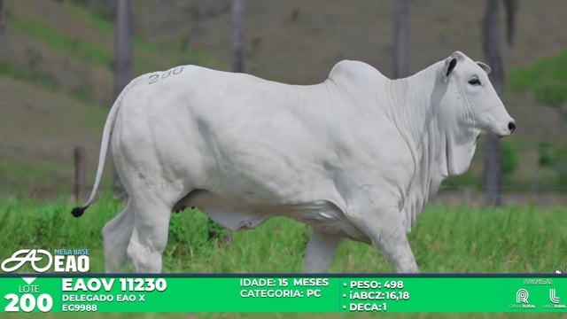 Lote 200