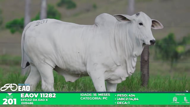 Lote 201