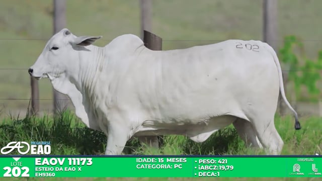 Lote 202