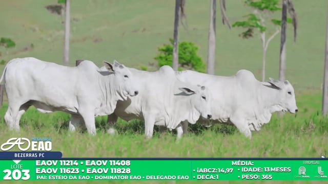 Lote 203