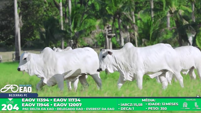 Lote 204