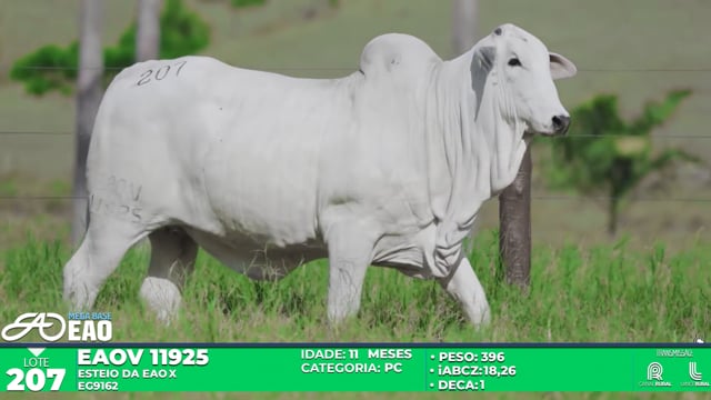 Lote 207