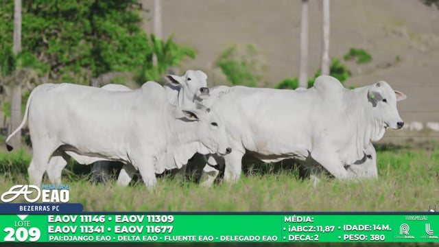 Lote 209