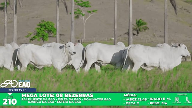 Lote 210