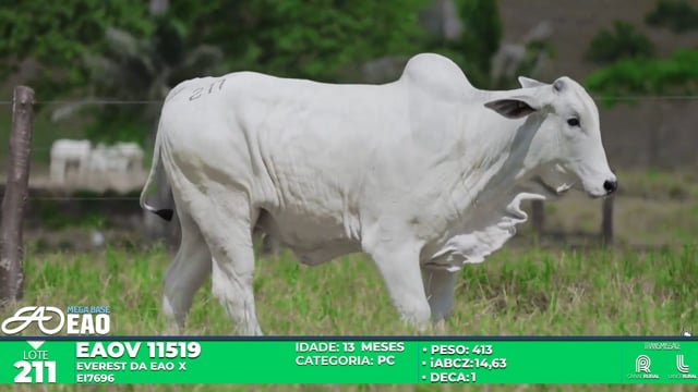 Lote 211