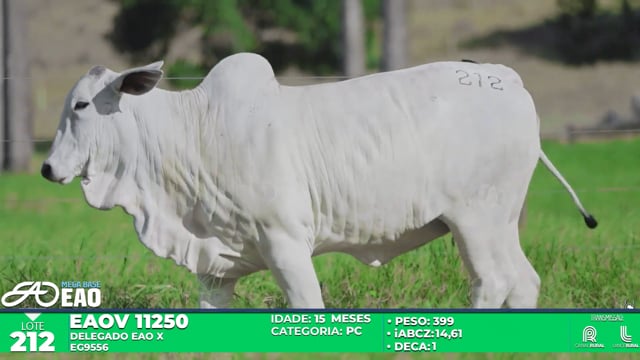 Lote 212