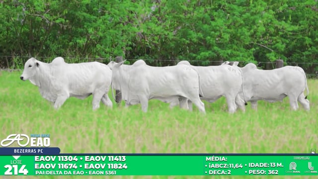 Lote  214