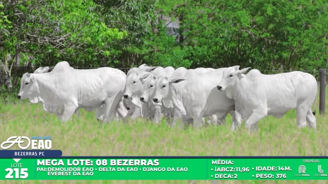Lote 215