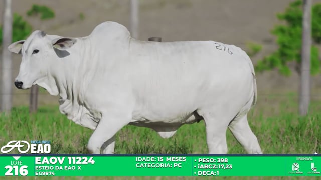 Lote 216