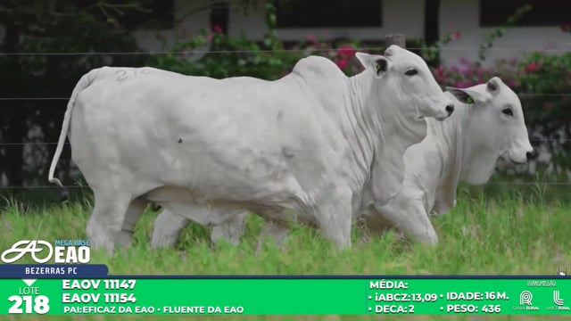 Lote 218