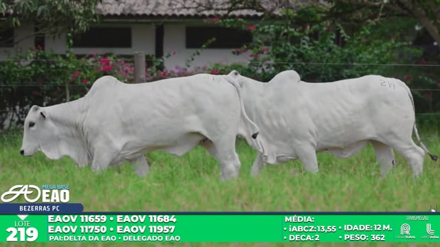 Lote 219
