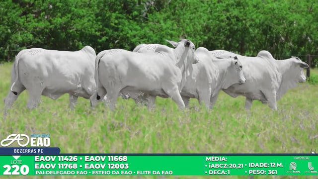 Lote 220