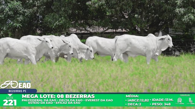 Lote 221