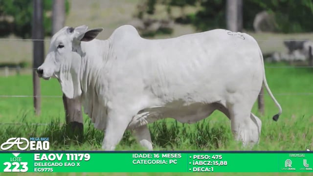 Lote 223
