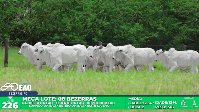 Lote 226