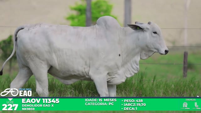 Lote 227